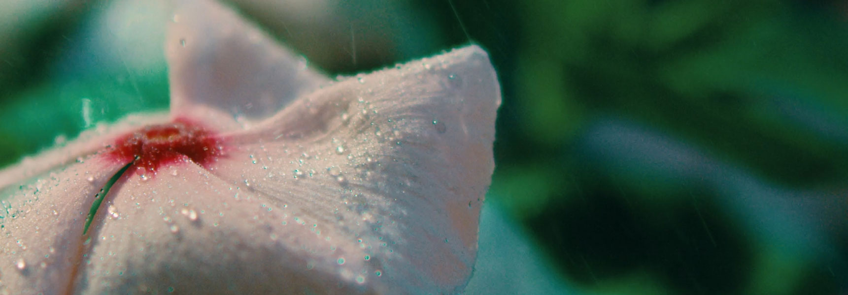 Bring spring to life with Artlist’s ultimate SFX collection